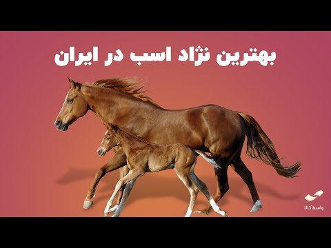 تصویری: وحشی ترین نژادهای اسب کدامند؟