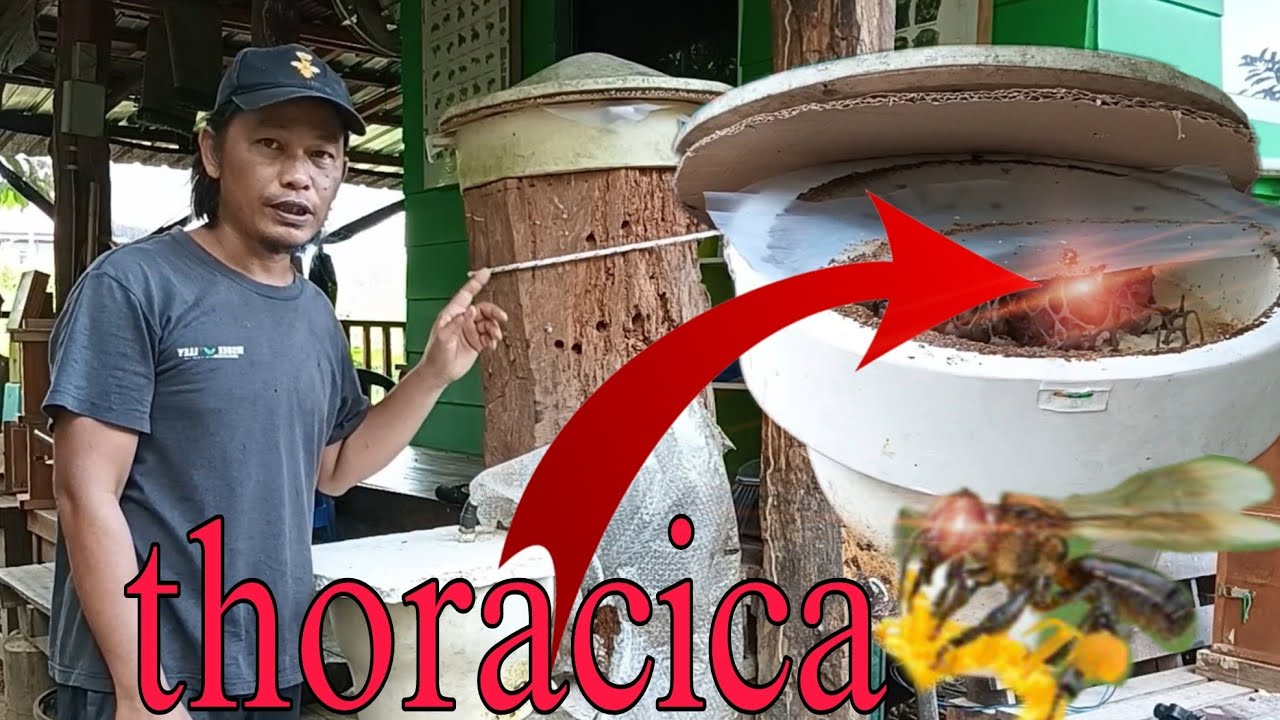 Thoracica = Hive Seramik