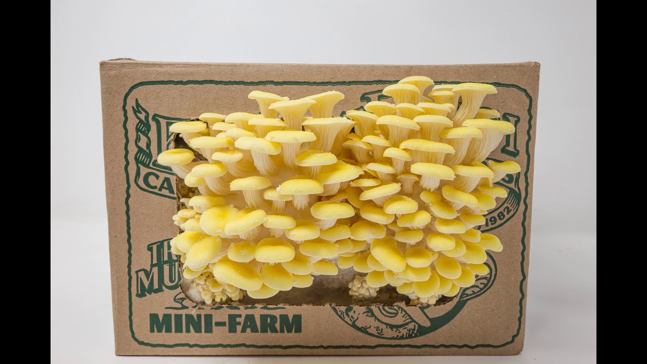Yellow Oyster Mushroom Grow Kit Timelapse