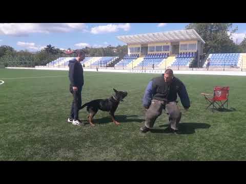 Видео: Избор на куче за защита