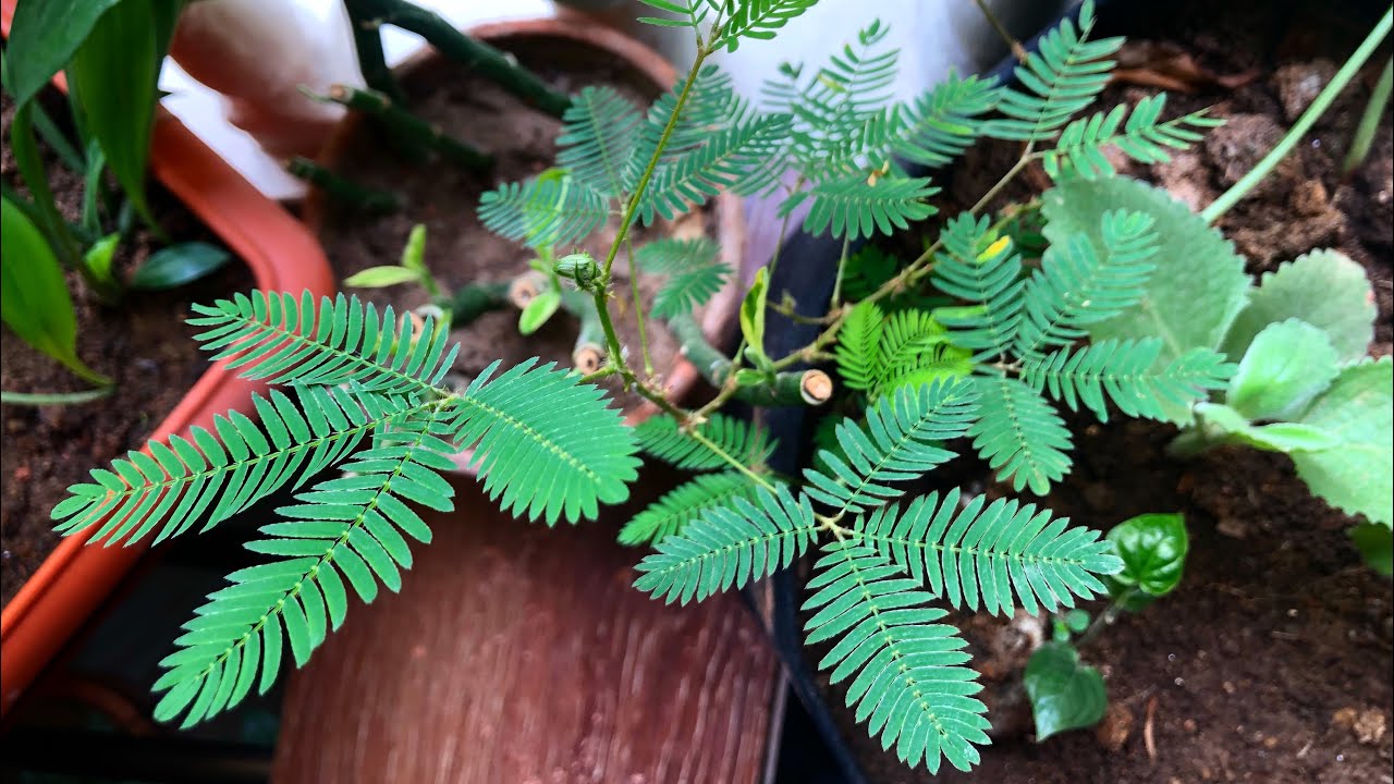 touch-me-not-plant-mimosa-pudica-time-lapse-5-30am-7-10am-youtube