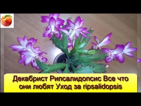 Video: How To Water The Decembrist? Watering The Decembrist At Home During Flowering. How To Water So That It Blooms? How Often And With What To Water It In Winter?