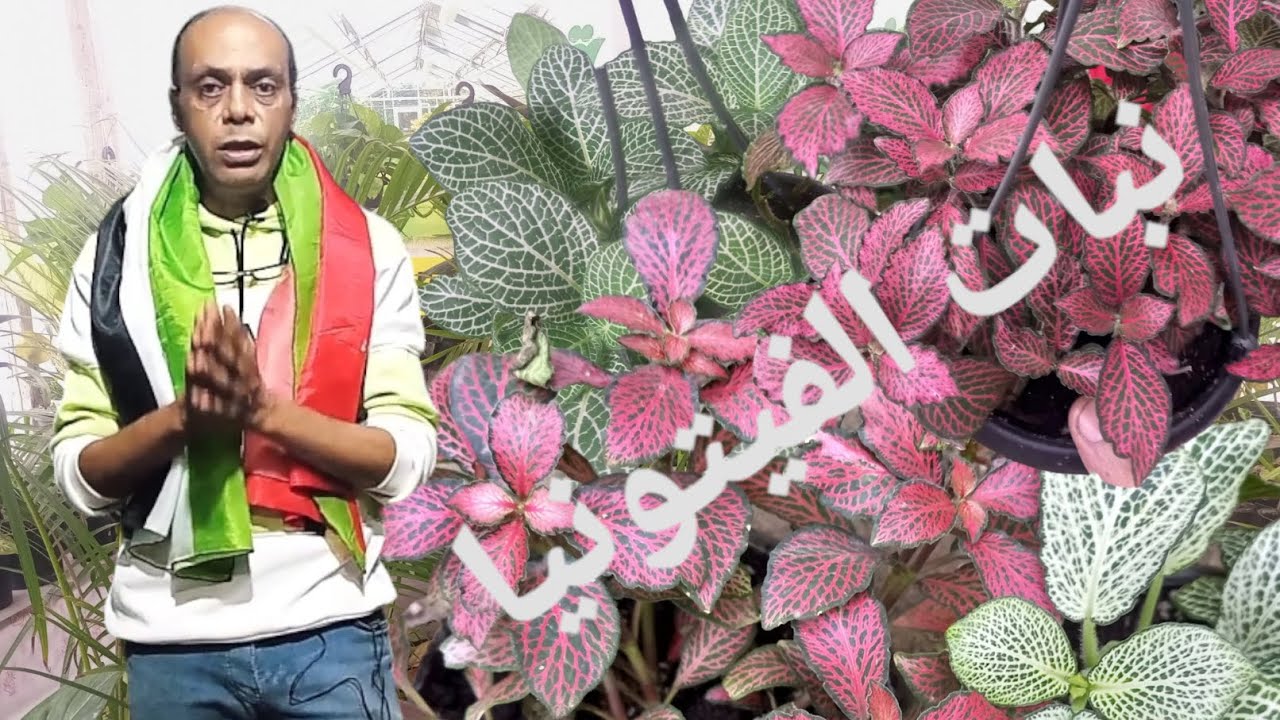 اسرار مش حيقولهالك غير الجينرال عن نبات الفيتونيا🤭