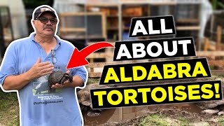 Aldabra tortoise from young to old