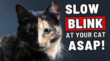 Als je langzaam naar je kat knippert, zal DIT gebeuren