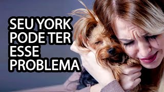 Yorkshire  O Que Ninguém Te Conta Sobre a Raça