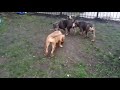 XL bullies 5 months old playing