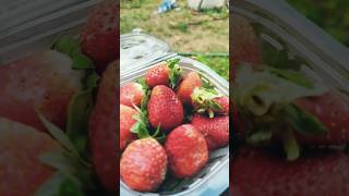 Lets make strawberry lassi🍓🍓😋#strawberry#lassi#cooking#food#please#subscribe#and#support#yt#shorts