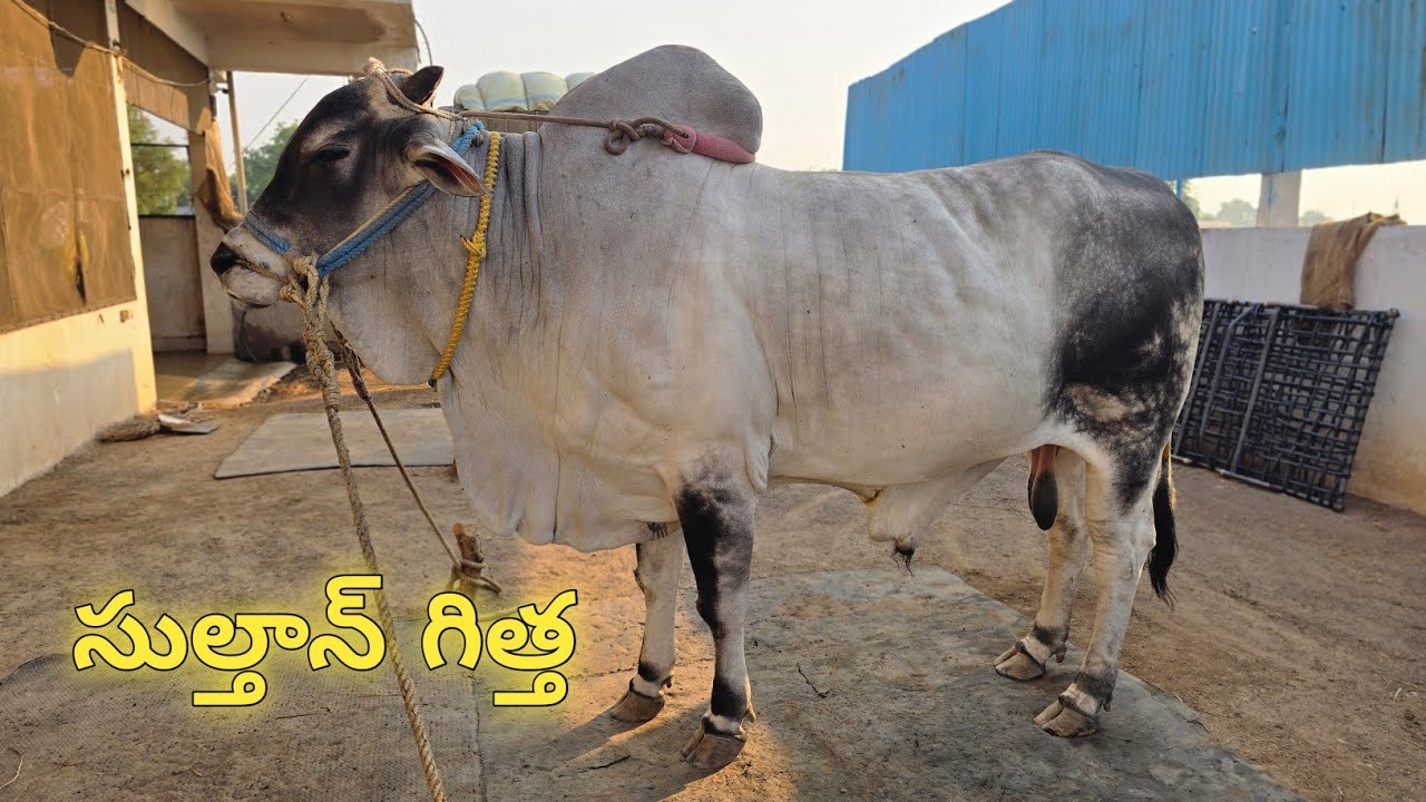 వజ్రాల తేజస్వి రెడ్డి గారి గిత్తల షెడ్డు || సంతమాగులూరు గ్రామం సంతమాగులూరు మండలం బాపట్ల జిల్లా