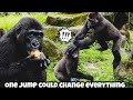 Ringo better watch out — Jabali is making his move! 😆林戈小心啦，呷百二準備行動了！#gorilla