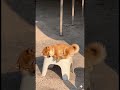 日差しの中でスヤスヤ子犬 🐾