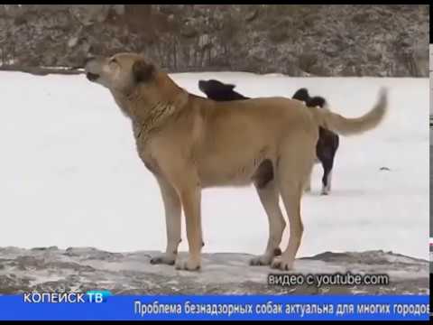 Почему не стоит кормить бездомных собак