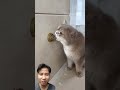 Best thing for your cat #cat #cute #best