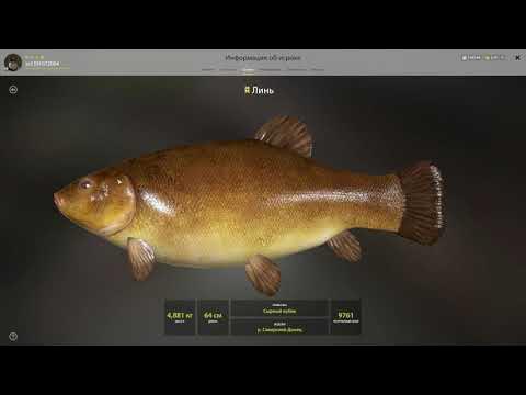 Линь золотистый рр4. Троф линь на остроге. Рр4 золотой линь. Линь золотистый троф рр4. Троф линь рр4.