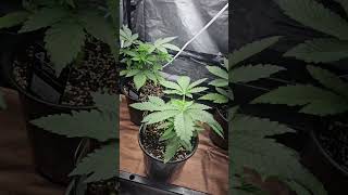 autopots tray2grow introduced to the garden