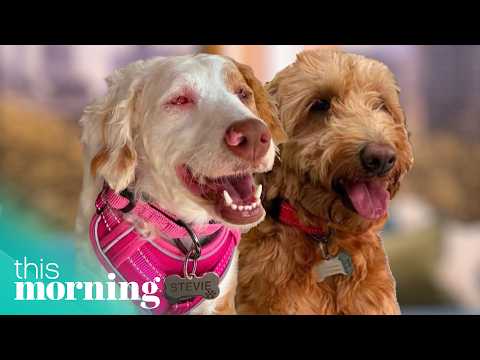 This Blind and Deaf Dog Has Her Own Guide Dog, And They've Found Their Forever Home | This Morning