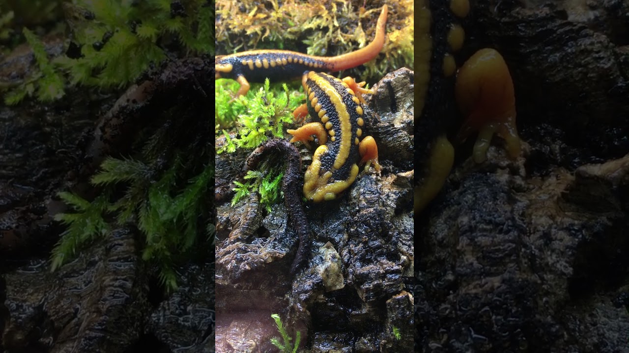 Newts Shanjing hunting