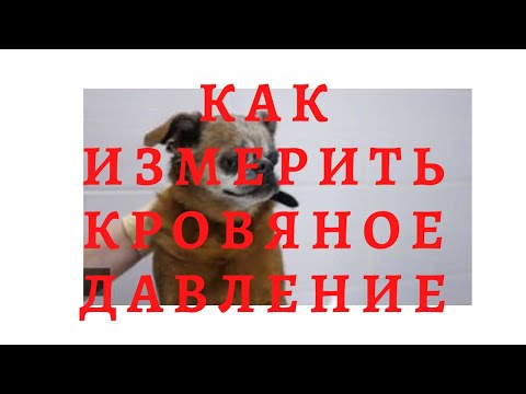 Как измерить кровяное давление у кошки или собаки