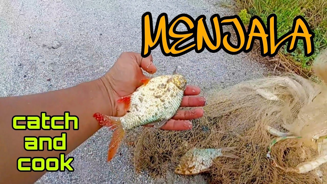 #EP1079 Lain Dicari Lain yang Dapat - menjala siput, ikan dan kangkung