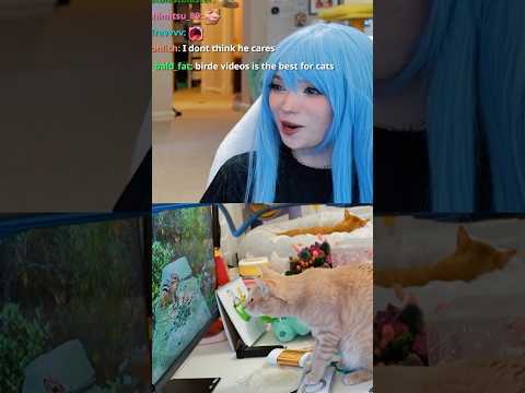 Emiru Turns On The TV For Her Cat 😭