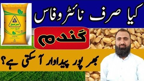 How to get high yield of wheat with only Nitrophos Fertilizer || Bilal Kanju Official