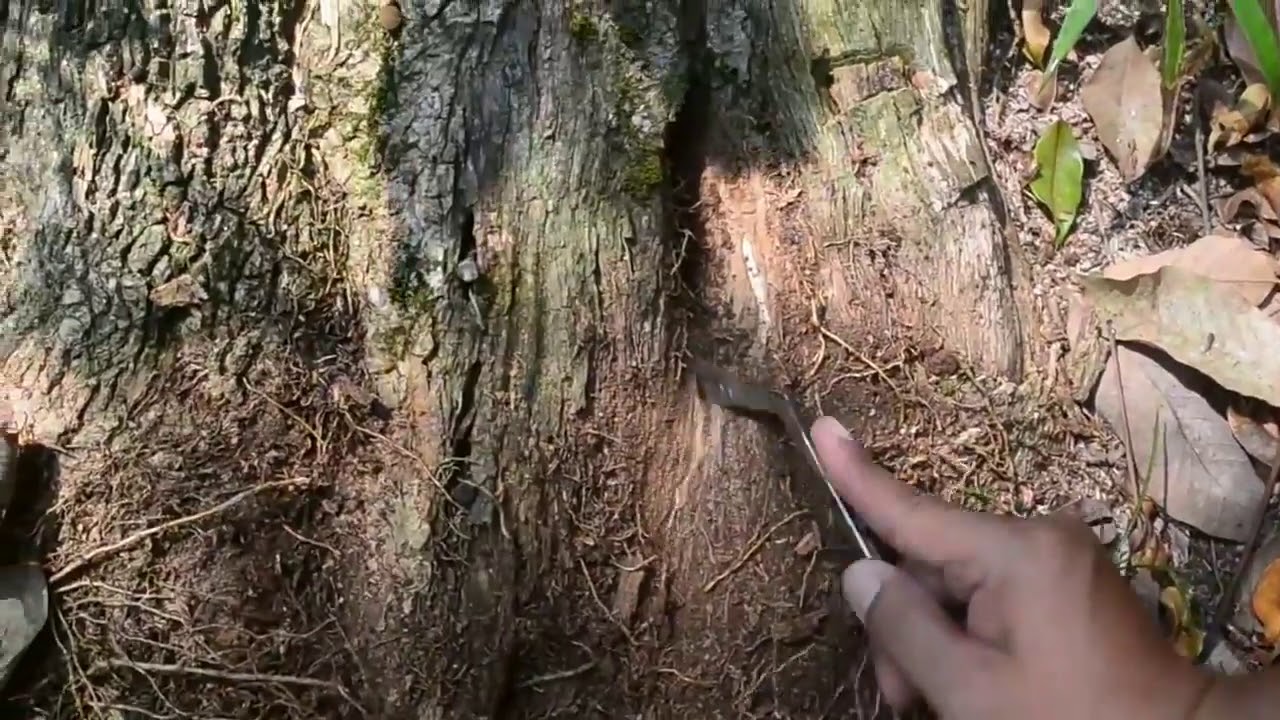 GAHARU, , kayu termahal di dunia YouTube
