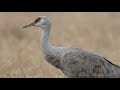 カナダヅル　美しい日本の野鳥　1月