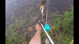 Bowfishing Big Carp (The Spawn Is On)