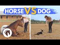 HORSE VS. DOG CHALLENGE *cute and funny 😍