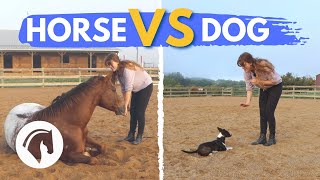 HORSE VS. DOG CHALLENGE *cute and funny