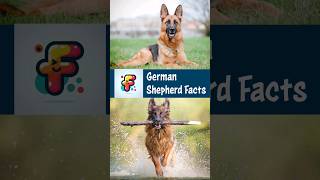 German Shepherds: From War Heroes to Hollywood Stars! #germanshepherd #dog #facts