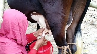 Bangladeshi Cow Milk Full Lenght Live Milking Video