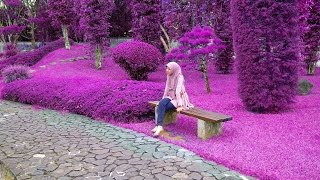 Cara Edit Foto Merubah Warna Rumput Menjadi Ungu || Picsart Editing Tutorial