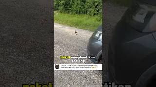 Tujuan Anak Kucing Ini Menghentikan Mobil 😭”