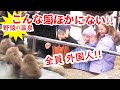 【リアルな海外の反応】外国人 大 大感激!!!世界でここだけの光景にやっとたどり着いた!!!温泉に入る猿はほんとうに可愛かった!!!素晴らしい日本の旅に感動 スノーモンキー パーク 温泉猿