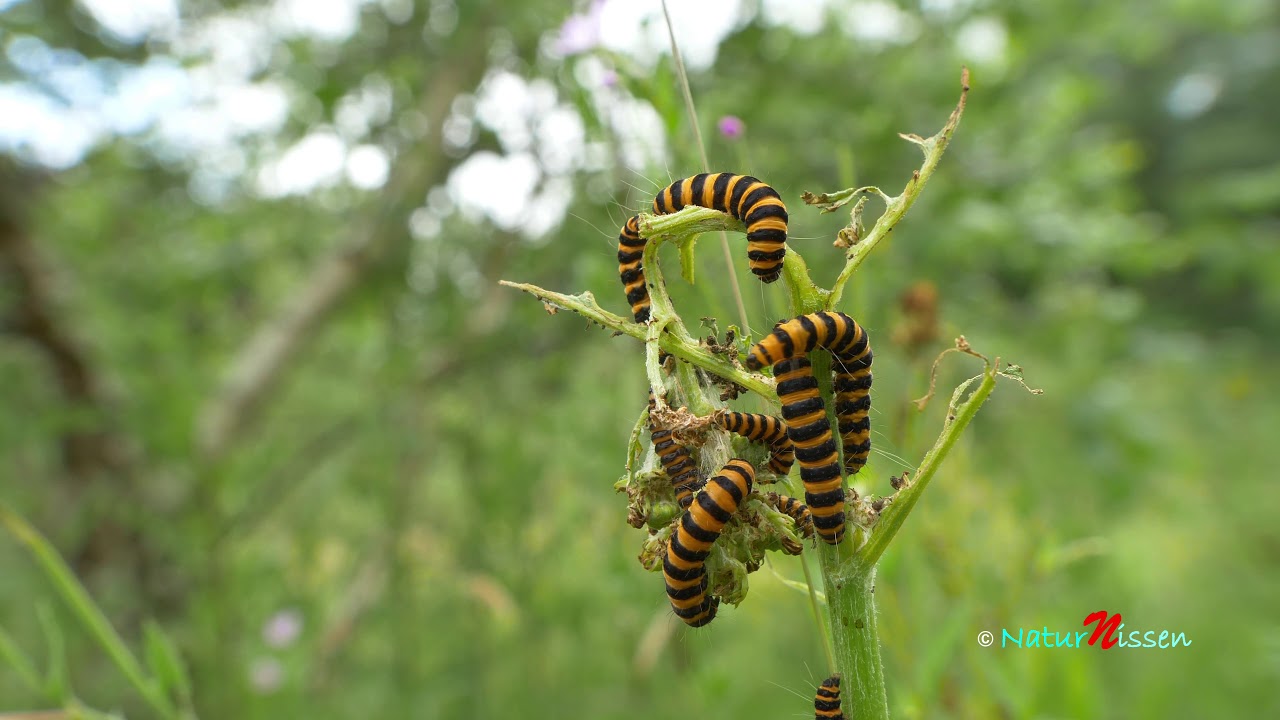 Karminspinder (Blodplet), Tyria jacobaeae - Cinnabar moth - Karminbär