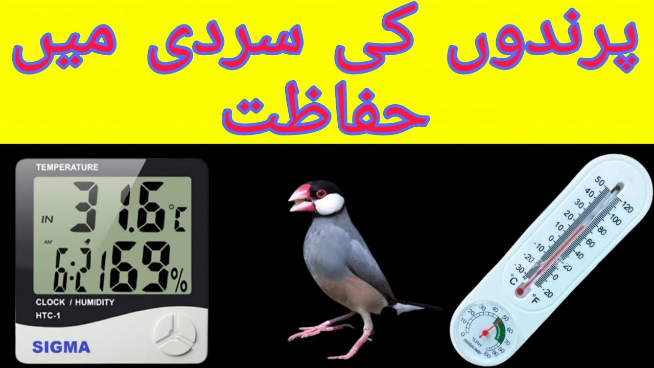 Ideal Temperature for birds breeding. #birdsofficial #temperature - YouTube