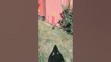 Groundhog from Caddyshack is back.