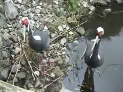 White Naped Crane - Grus Vipio - by European Crane Foundation Harry Geurts Belgium
