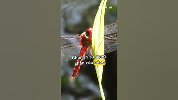 sự thật thú vị về loài chuồn chuồn #Shorts