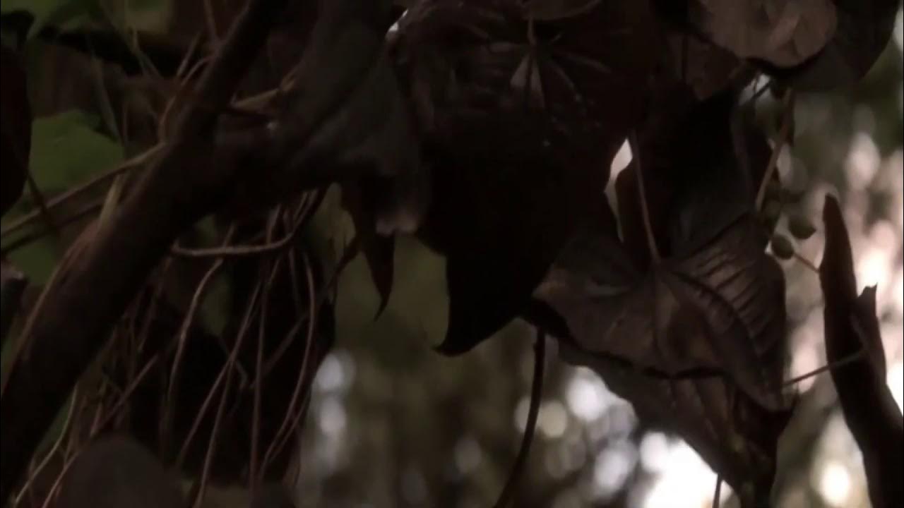 Komunal higher than mountain 2 ( music video by Reynaldo) Komunal higher than mountain 2 ( music video by Reynaldo)