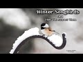 Winter Songbirds: And How Too Attract Them