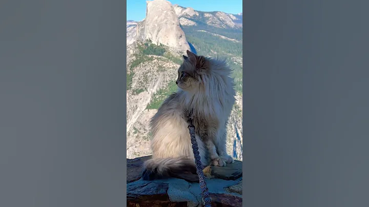 Watch the video about Kitty Visits the Most Glorious National Park #siberian #yosemite #nationalpark #travel #outdoors