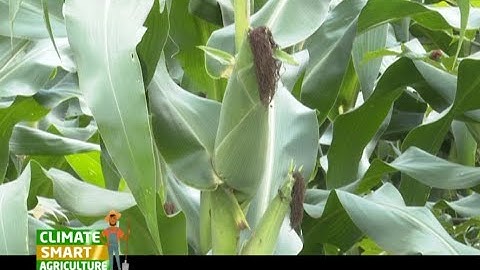 A Fertilizer that boosts your maize yield to 30 bags per acre - Part 1