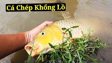 Kích 2 Con Cá Chép Khổng Lồ Trong Ao Bỏ | Thú Vui 3 Miền