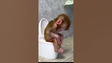 Baby Monkey Yumy Goes To The Toilet BabyMonkeyYumy E Monkey Animals Monkeybaby Short 