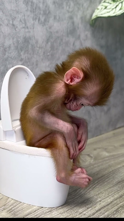 Baby monkey Yumy goes to the toilet @BabyMonkeyYumy e#monkey #animals #monkeybaby #short