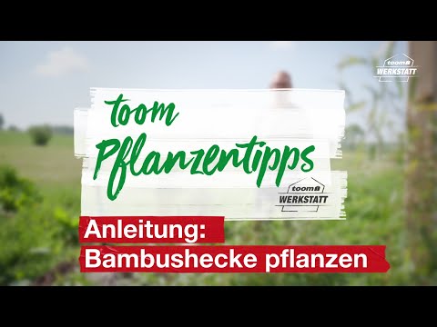 Video: Was ist klumpenbildender Bambus?