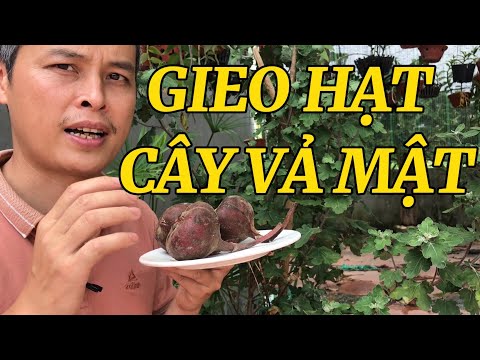 Video Hướng dẫn Gieo hạt cây Vả Mật rất đơn giản mà tỷ lệ... - youtube