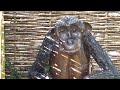 Desborough Animal Sculptures